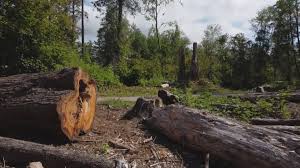 Why Choose Our Tree Removal Services in Homosassa, FL?