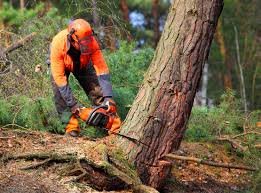 Best Hedge Trimming  in Homosassa, FL