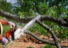 Best Grass Overseeding  in Homosassa, FL