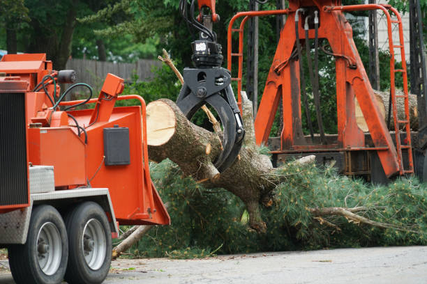 Best Seasonal Cleanup (Spring/Fall)  in Homosassa, FL