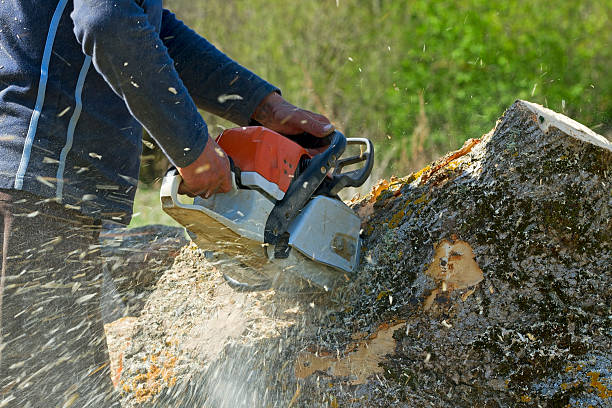 Professional  Tree Services in Homosassa, FL