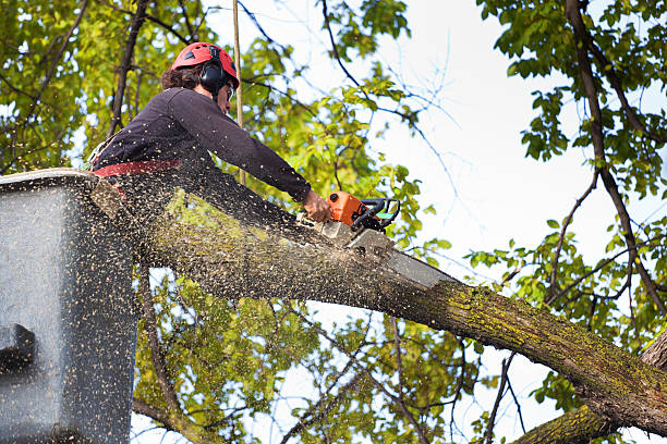 Best Hazardous Tree Removal  in Homosassa, FL